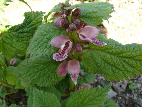Lamium orvala (Große Taubnessel)