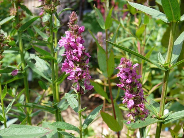 Lythrum salicaria 'Robert' (Garten-Blutweiderich)