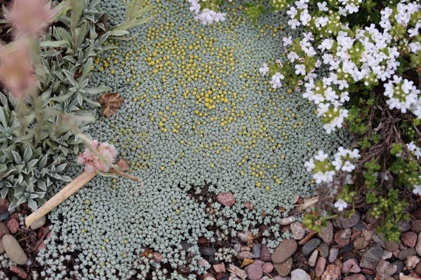 Raoulia australis (Silberkissen)