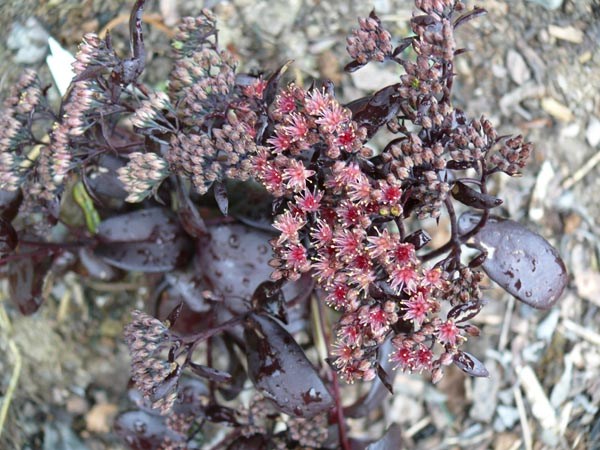 Sedum spectabile 'Purple Emperor' (Prächtiges Purpur-Fettblatt)