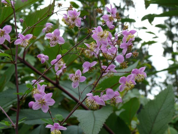 Thalictrum rochebrunianum (Prächtige Wiesenraute)