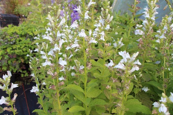 Lobelia siphilitica 'Alba' (Weiße Staudenlobelie)