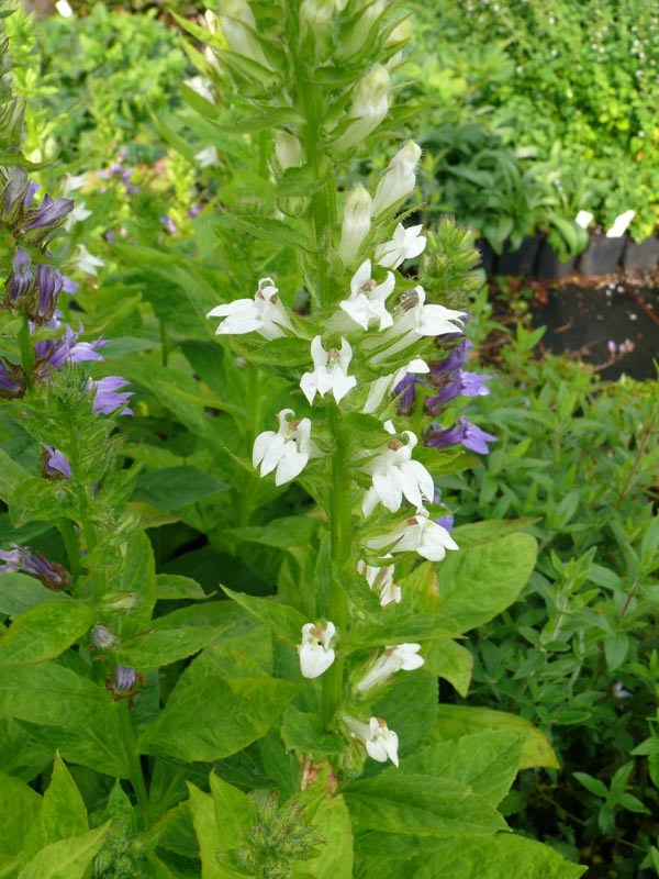 Lobelia siphilitica 'Alba' (Weiße Staudenlobelie)