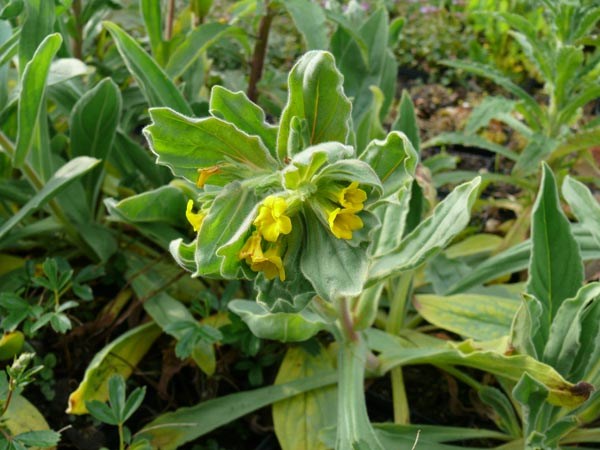 Alkanna orientalis (Gelbe Alkanna)