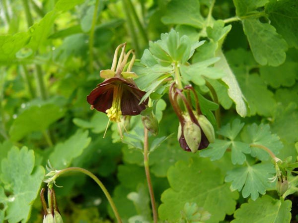 Aquilegia viridiflora (Schoko-Akelei)