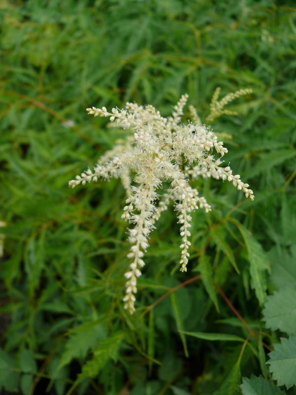 Aruncus dioicus Kneiffii-Hybr. 'Whirlwind' (Geschlitztblättriger Geißbart)