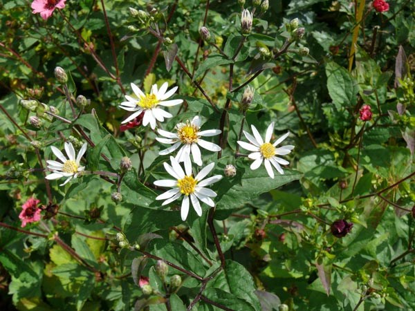 Aster divaricatus (Eurybia divaricatus) (Weiße Waldaster)