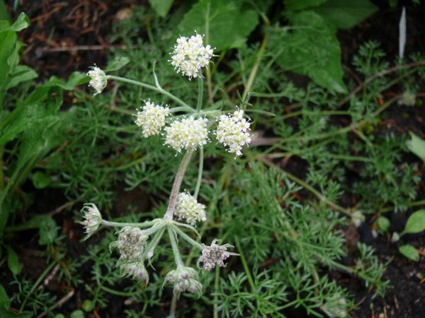 Athamanta cretensis (Augenwurz)