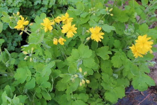 Chelidonium majus 'Flore Pleno' (Gefülltes Schöllkraut)