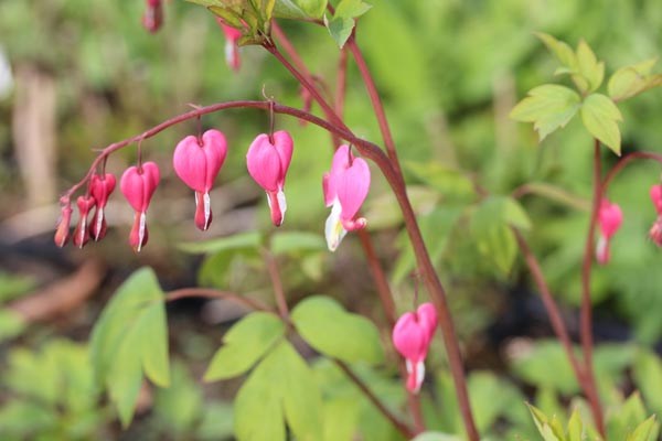 Dicentra spectabilis (Tränendes Herz)