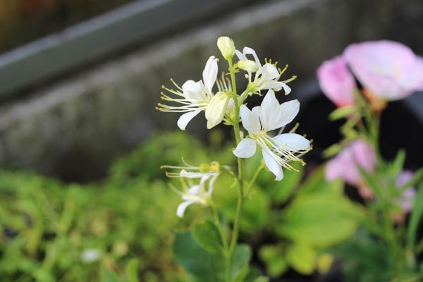 Dictamnus albus var. albiflorus (Weißer Diptam, Brennender Busch)