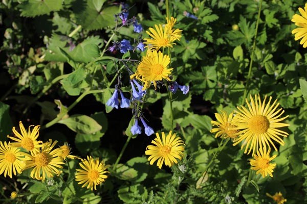 Doronicum orientale 'Magnificum' (Gemswurz)