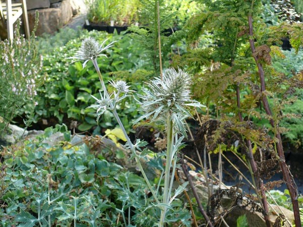 Eryngium bourgatii (Spanischer Mannstreu)