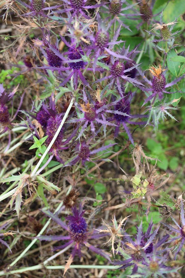 Eryngium leavenworthii (Edeldistel)