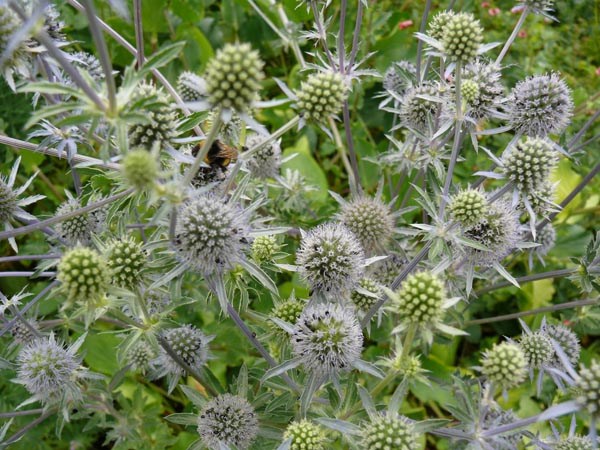 Eryngium planum 'Blaukappe' (Hohe Edeldistel)