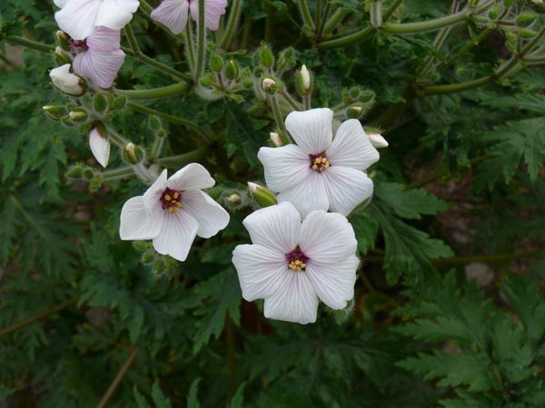 Geranium maderense 'Guernsey White' (Weißer Madeira Storchenschnabel)