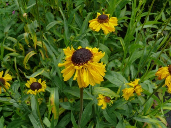 Helenium bigelovii 'Tip Top' (Sonnenbraut)