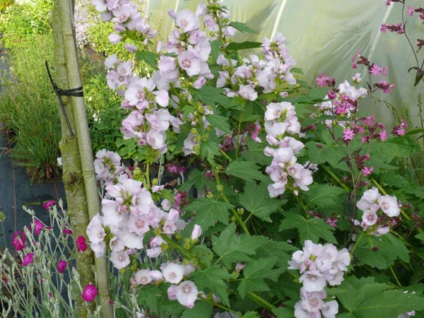 Iliamna rivularis (Gebirgsmalve)