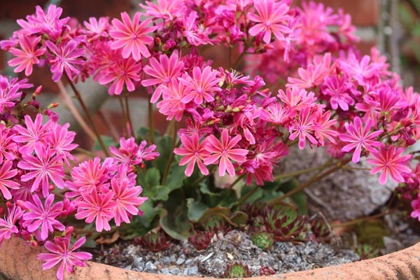 Lewisia cotyledon-Hybr. 'Regenbogen' (Bitterwurz)