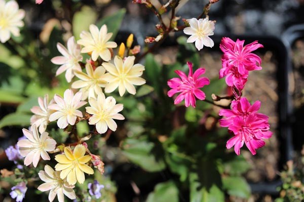 Lewisia cotyledon-Hybr. 'Regenbogen' (Bitterwurz)