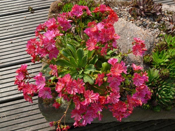 Lewisia cotyledon-Hybr. 'Regenbogen' (Bitterwurz)
