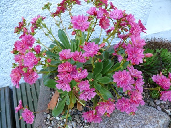 Lewisia cotyledon-Hybr. 'Regenbogen' (Bitterwurz)