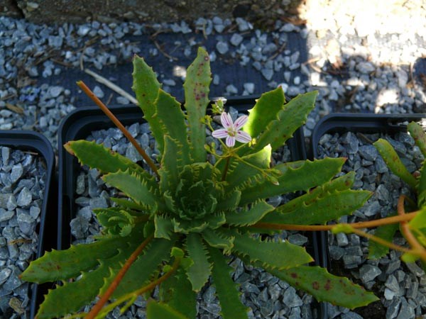 Lewisia serrata (Bitterwurz)
