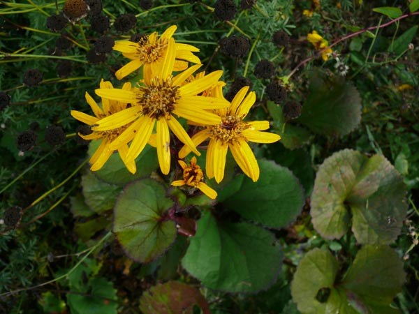 Ligularia dentata 'Midnight Lady' (Greiskraut)