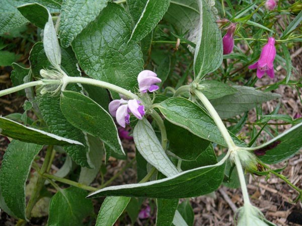 Phlomis taurica (Taurisches Brandkraut)