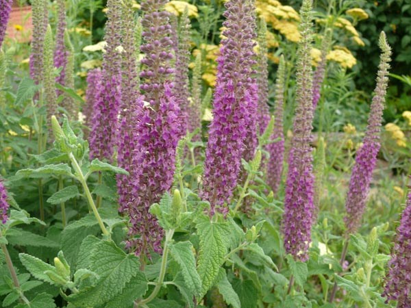 Teucrium hircanicum (Kaukasus-Gamander)