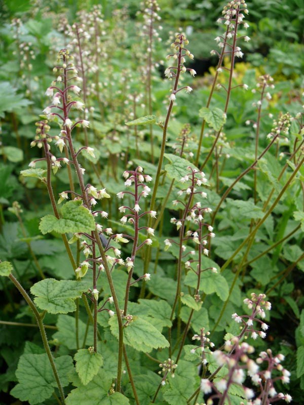 Tiarella polyphylla 'Filigran' (Schaumblüte)