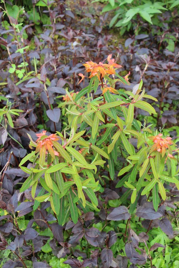Euphorbia griffithii 'Fireglow' (Himalaja-Wolfsmilch)