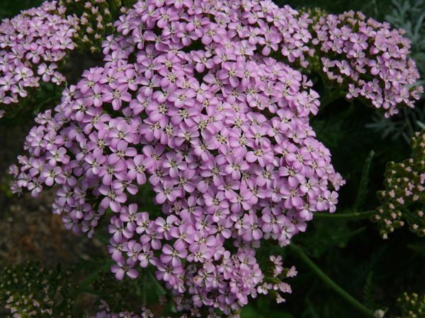 Achillea millefolium 'Harlekin' (Garten-Schafgarbe)