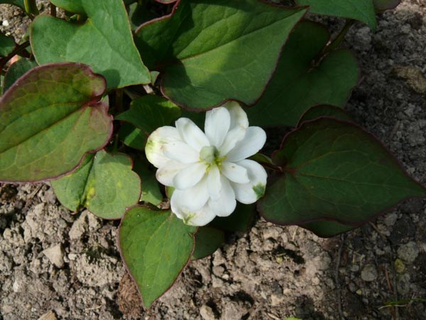 Houttuynia cordata 'Plena' (Gefüllter Eidechsenschwanz)