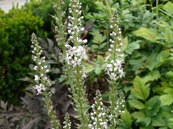 Lysimachia ephemerum (Spanischer Felberich)