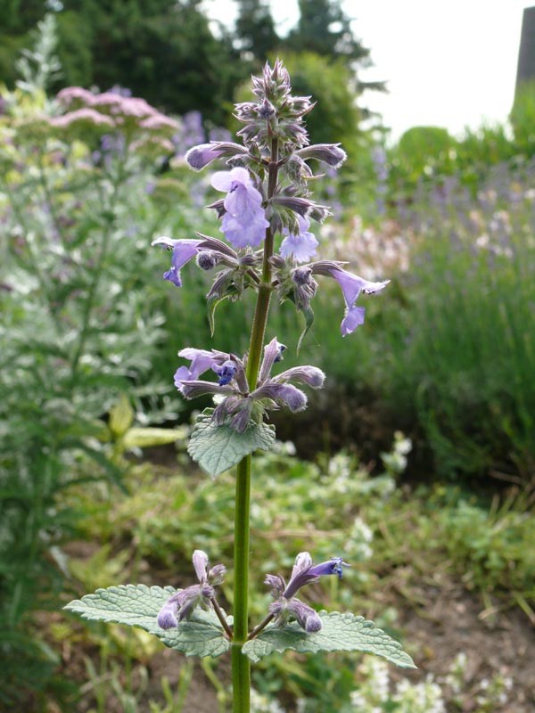 Nepeta grandiflora 'Bramdean' (Katzenminze)