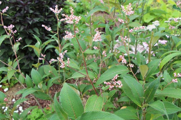 Persicaria campanulatum (Himalaja-Glocken-Knöterich)