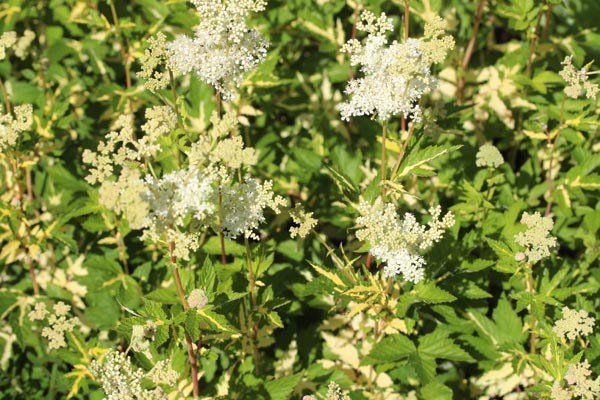 Filipendula ulmaria 'Variegata' (Panaschiertes Mädesüß)