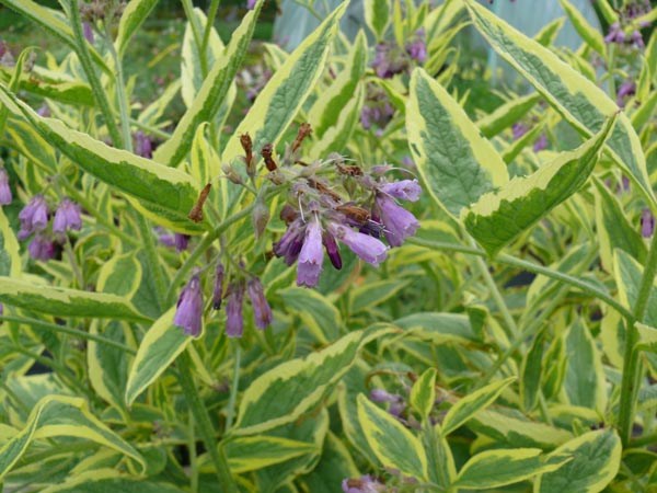 Symphytum x uplandicum 'Variegatum' (Gelbbunter Beinwell)