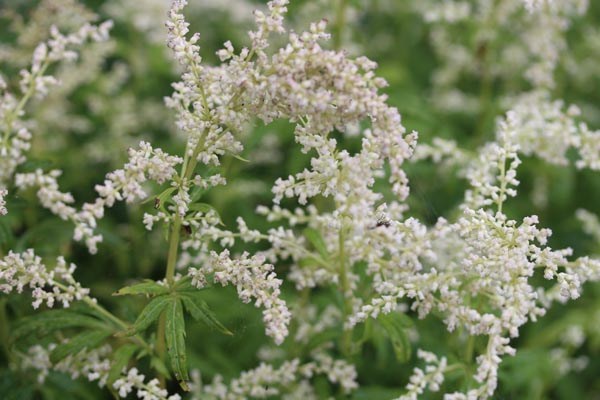 Artemisia lactiflora 'Elfenbein' (Elfenraute)