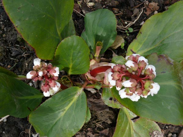 Bergenia x 'Silberlicht' (Weißblühende Bergenie)