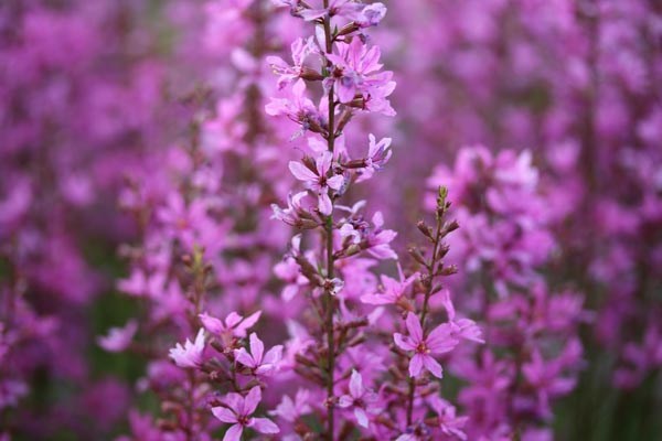 Lythrum virgatum 'Rose Queen' (Rosaroter Rutenweiderich)