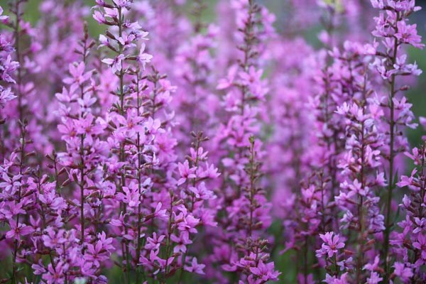Lythrum virgatum 'Rose Queen' (Rosaroter Rutenweiderich)