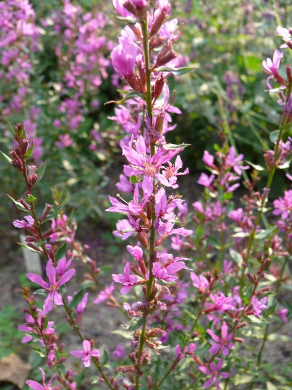 Lythrum virgatum 'Dropmore Purple' (Purpurroter Rutenweiderich)