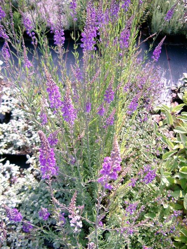 Linaria purpurea (Violettes Leinkraut)