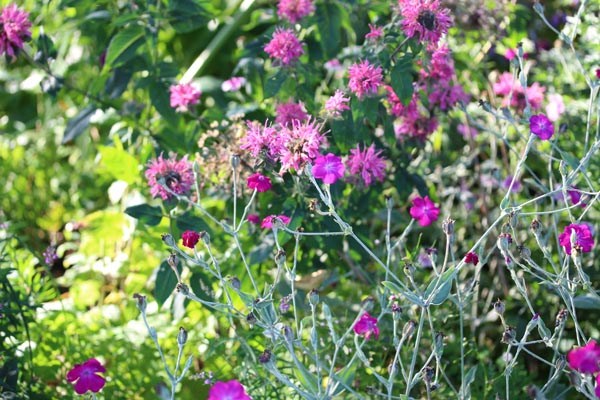 Lychnis coronaria (Kronen-Lichtnelke)