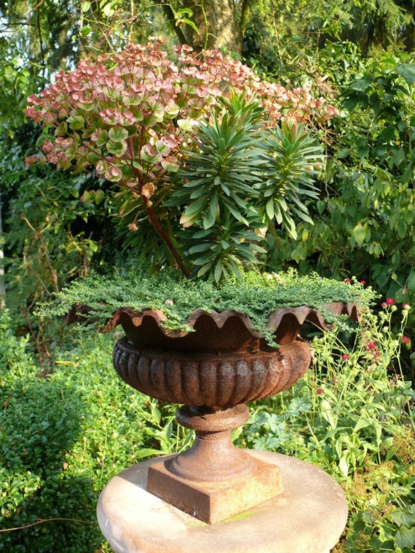 Herniaria glabra (Bruchkraut)