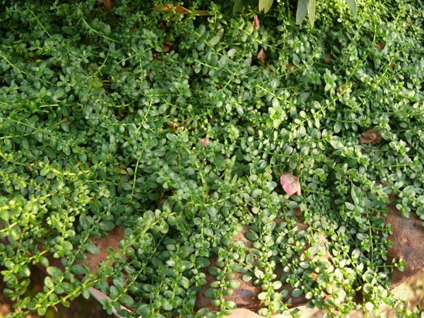 Herniaria glabra (Bruchkraut)