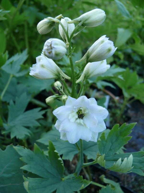 Delphinium elatum F1-Hybr. 'Double Innocence' (Weiß-Gefüllter New-Millennium-Rittersporn)