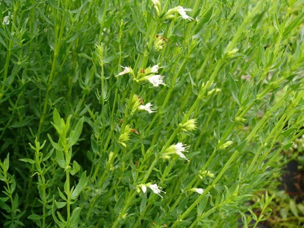Hyssopus officinalis 'Albus' (Weißer Ysop)